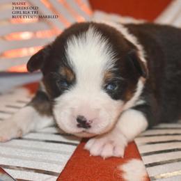 Maisie - Black tri female Miniature Australian Shepherd puppy in Patterson, North Carolina from DreamLine Aussies
