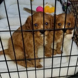 Cavalier King Charles Spaniel Puppies from Cavaliers of the County Macon