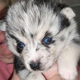 Wilbur - Merle male Pomsky puppy in Norfolk, Virginia from 'Brick'House Couture Pomskies