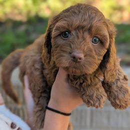 Rusty - Red male Cavapoo puppy in Coshocton, Ohio from Forever Family Puppies