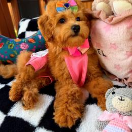 GINGER - Apricot female Maltipoo puppy in Sugar Land, Texas from Celebrity Maltipoos