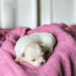 Serenity - Cream female Pomeranian puppy in Liverpool, Pennsylvania from Miracles With Paws