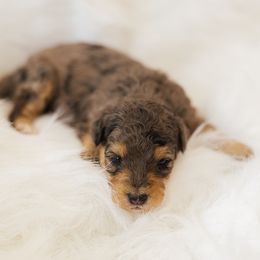 Monica - Blue merle female Aussiedoodle puppy in Orleans, Indiana from Mae Blossom Puppies