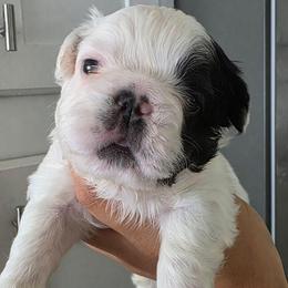 Harry Potter - Black and white male French Bulldog puppy in Franklinton, North Carolina from Sweet Carolina Kennel
