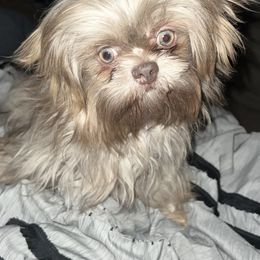 Chanel - Shih Tzu