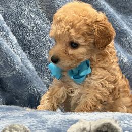 AKC toy poodle- Owen - Apricot male Poodle puppy in Tennessee Colony, Texas from Poodle an Doodles 3:16