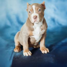 Norway - Lilac tri-color female American Bully puppy in Frederick, Maryland from EastSideMarky