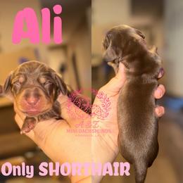 Ali - Chocolate and tan female Dachshund puppy in Hornbeck, Louisiana from A&Z Mini Dachshunds