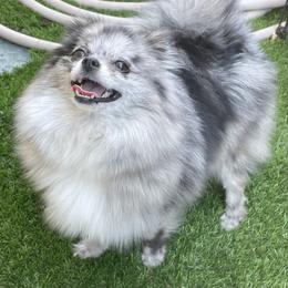 Luna - Pomeranian