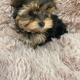 Yorkshire Terrier Puppies from Happy tail yorkies
