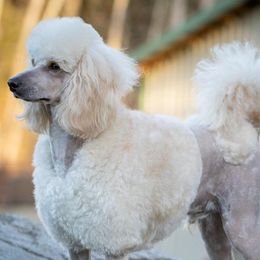 Andre - Poodle