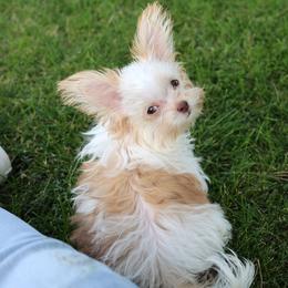 Bonnie - Apricot female Mi-Ki puppy in Elizabeth, Colorado from Royal T Mi-Kis