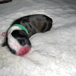 Boston Terrier Puppies from Baldwins Boston Terriers