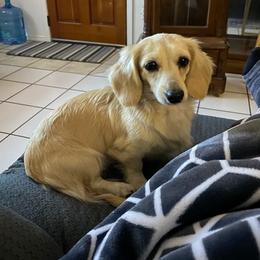 Dachshund All Grown Up from PeacocksDachs