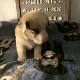 American Corgi Puppies from Mac-Kuz Kennels