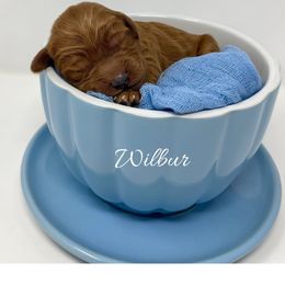 Wilbur - Red  male Goldendoodle puppy in State Road, North Carolina from Must Love Doodles
