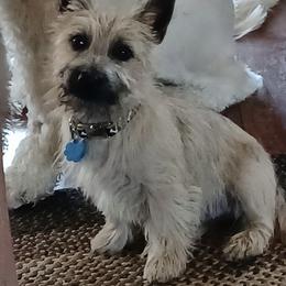 Cairn Terrier Puppies from KNKR FURBABIES Cairn Terriers
