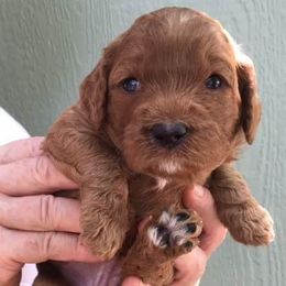 Australian Labradoodle Puppies from Gabby Jack Ranch