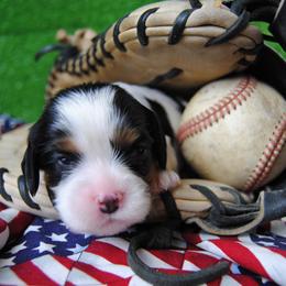 Girl 2 - female Cavalier King Charles Spaniel puppy in Mountain Grove, Missouri from Dogwood & Sassafras Companions
