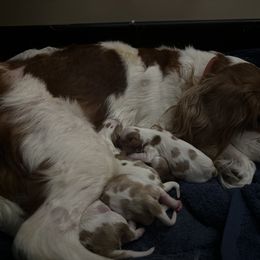 Cavalier King Charles Spaniel Puppies from Brugere Cavaliers