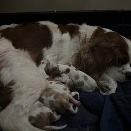 Cavalier King Charles Spaniel Puppies from Brugere Cavaliers