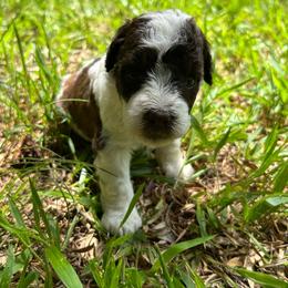 Chuckie - Parti male Miniature Schnauzer puppy in Clover, South Carolina from Bobo’s Babies Kennels