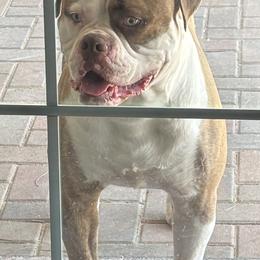 American Bulldog All Grown Up from Havicans American Bulldogs