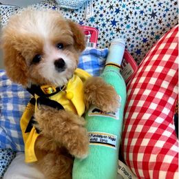 Soufflé - Apricot female Maltipoo puppy in Sugar Land, Texas from Celebrity Maltipoos