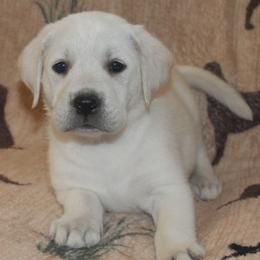 AKC OFA CAER DNA Champion sired Tinsley - Yellow female Labrador Retriever puppy in Spring Creek, Nevada from Badland Kennel