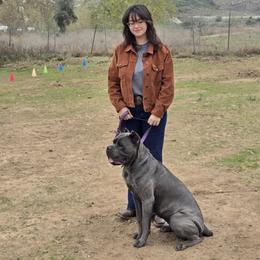 Cane Corso from Diesels Legacy