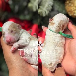 Germain - Parti male Poodle puppy in Belleville, New Jersey from TK Poodles