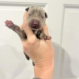 Myrtle Wilson - Silver female Great Dane puppy in Florida from Beachside Kennels