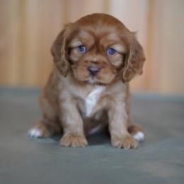 Clove - Ruby male Cavalier King Charles Spaniel puppy in Sugarcreek, Ohio from Chocolate Cavalier