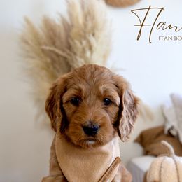Boy 4 - Red  Goldendoodle puppy in Chesapeake, Virginia from Heart to Heart Doodles