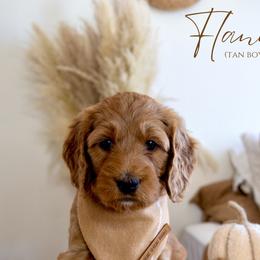 Boy 4 - Red  Goldendoodle puppy in Chesapeake, Virginia from Heart to Heart Doodles
