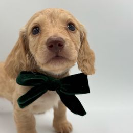 Cookie ee Boy 1 - Cream male Dachshund puppy in North Branch, Michigan from Doxie View Acres
