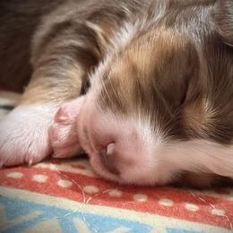 Grace - Red tri female Miniature Australian Shepherd puppy in North Lakeport, California from Wild Rose Ranch