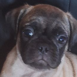 Pugs from McNulty La Bouji