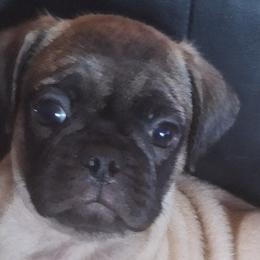 Pugs from McNulty La Bouji