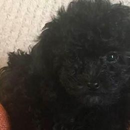 Poodles and Yorkshire Terriers from Happytales