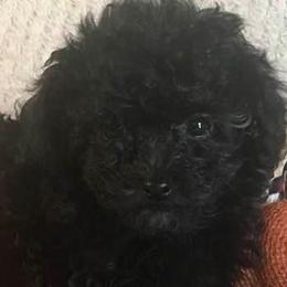 Poodles and Yorkshire Terriers from Happytales