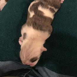 Girl 3 - Red brindle and white female Bulldog puppy in Laurel, Montana from Bull Mountain Bulldogs
