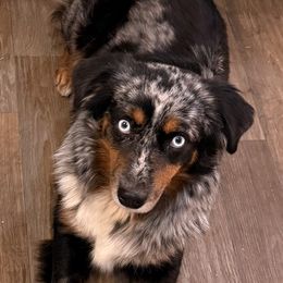 Roxy - Miniature Australian Shepherd