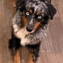 Roxy - Miniature Australian Shepherd