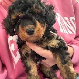 AKC tri phantom boy - Phantom male Poodle puppy in Maricopa, Arizona from La Petite poodle