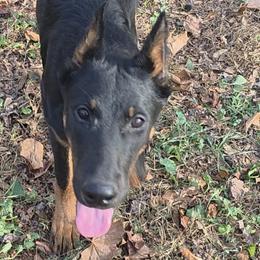 Beaucerons, Doberman Pinschers, and German Shepherds from Von Katzenstein Kennel