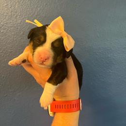 Princess Peach - Tri-color female Bernedoodle puppy in Casper, Wyoming from 307 Doodles