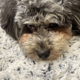 Coco - Aussiedoodle
