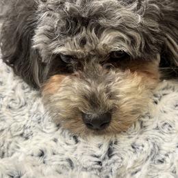 Coco - Aussiedoodle