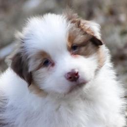 Frost - Red merle male Australian Shepherd puppy in Easton, Missouri from MMA Kennel